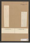 Diatomeae indet. Zeichnungen Sammlung Grunow Nr. 2835 (NHMW-BOT-W0370146)